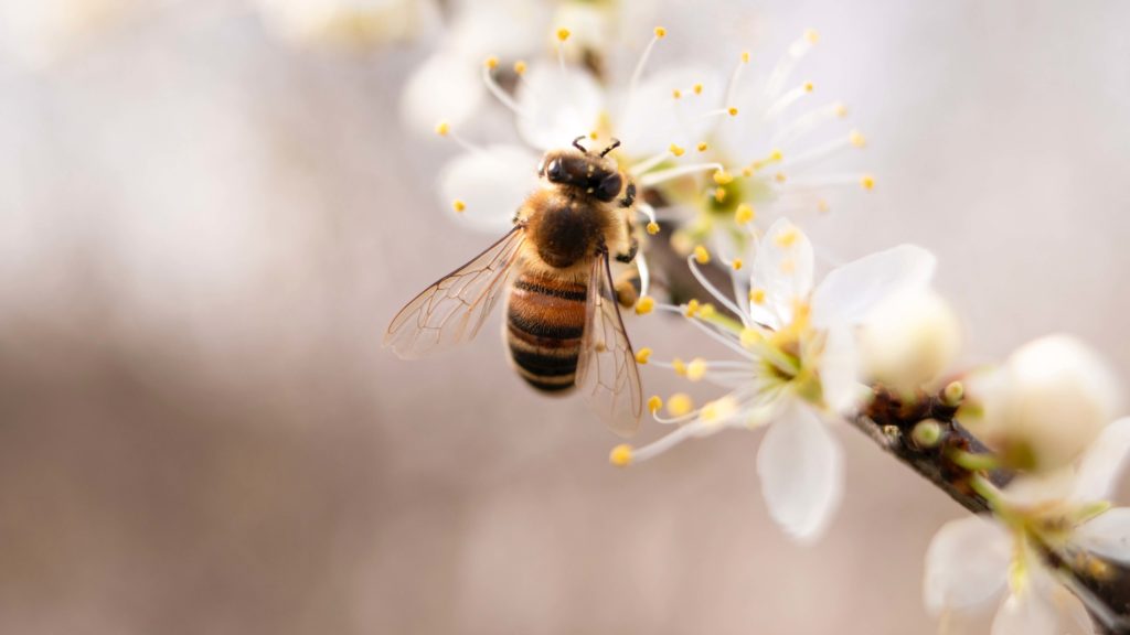 Včela opeľújúca kvet